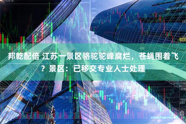 邦乾配倍 江苏一景区骆驼驼峰腐烂，苍蝇围着飞？景区：已移交专业人士处理
